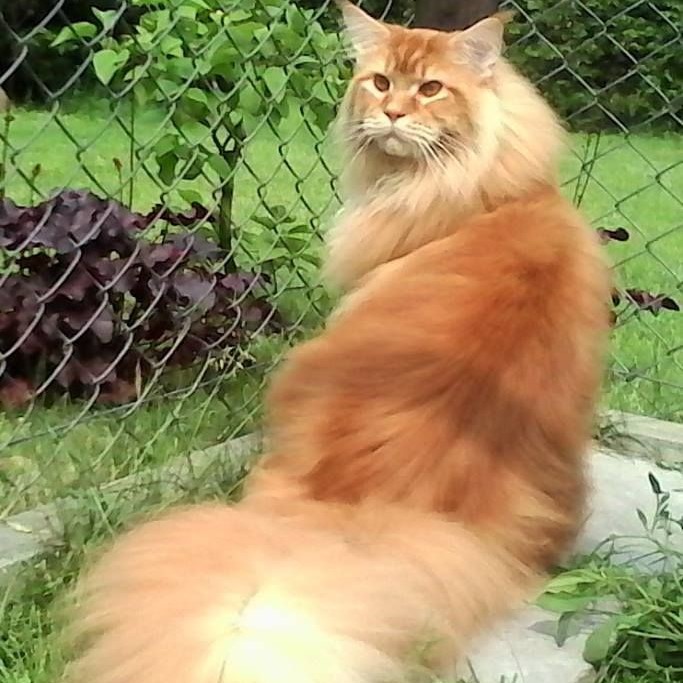 brown maine coon cat