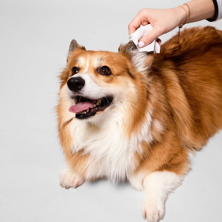 pet ear cleaner