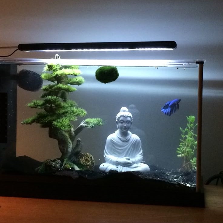 how to set up a fish tank