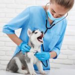 dog autoimmune disease