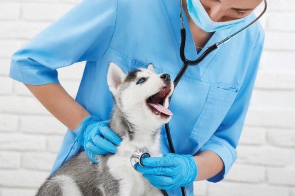 dog autoimmune disease