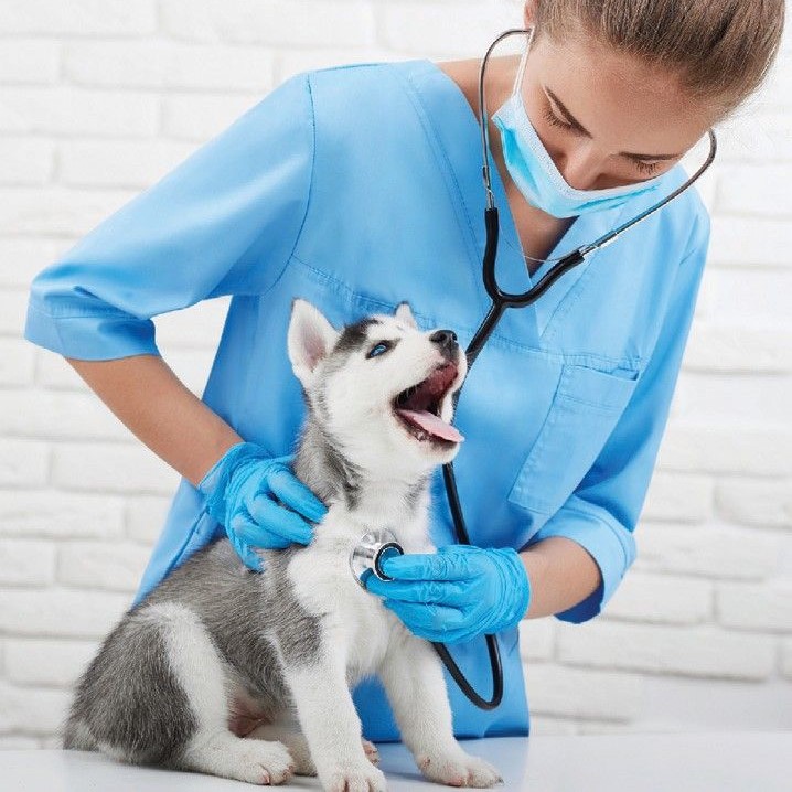 dog autoimmune disease