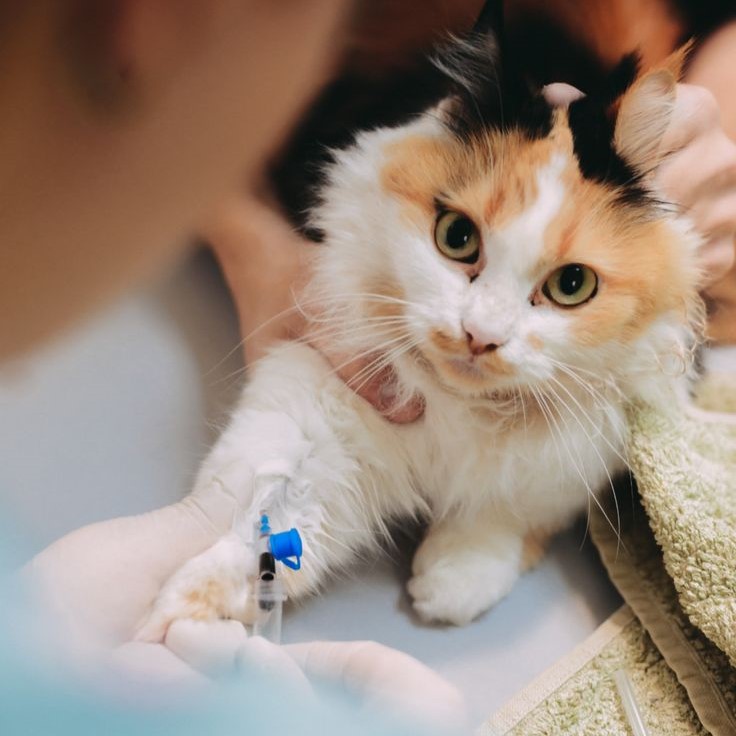 how long can a cat live with kidney disease