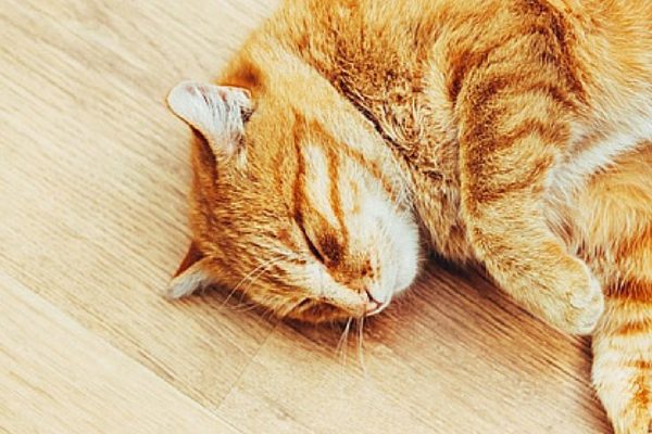 Can Vestibular Disease Kill a Cat? Understanding the Risks can vestibular disease kill a cat