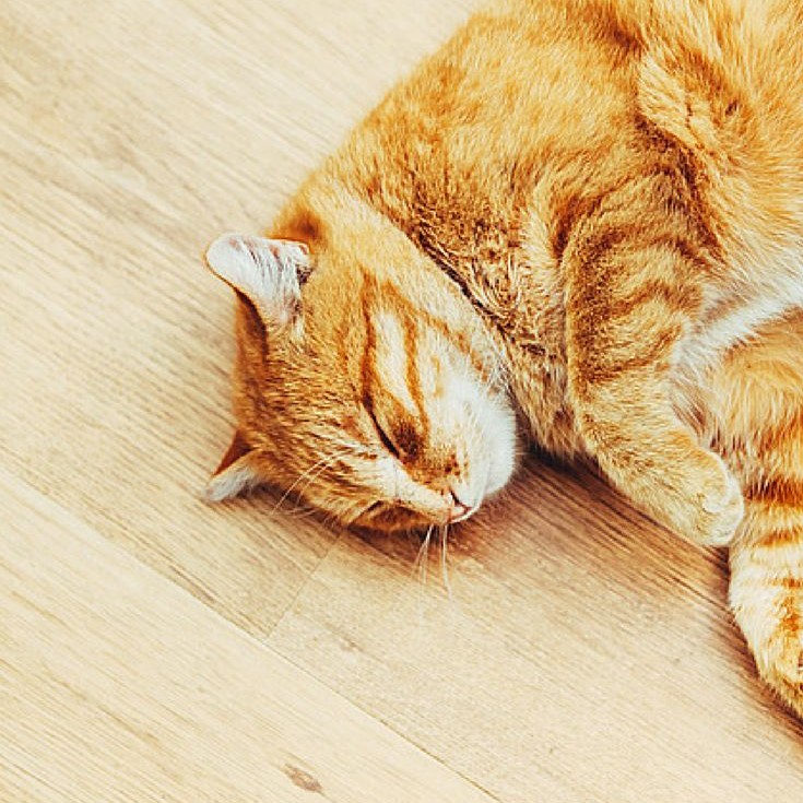 can vestibular disease kill a cat