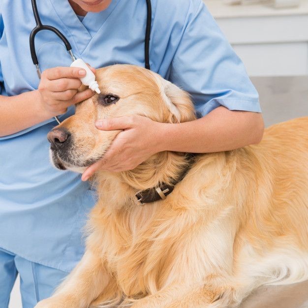 dog autoimmune disease