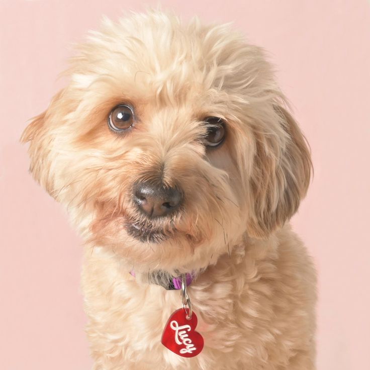 pet id tag