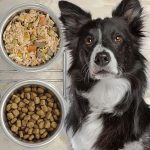 dog food for kidney disease