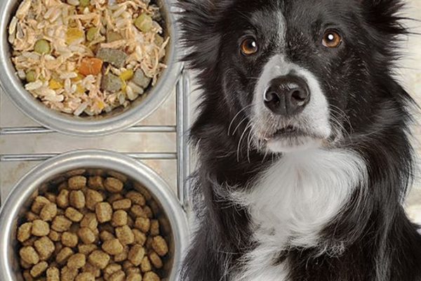 How to Choose Dog Food for Kidney Disease: Nutrition Matters dog food for kidney disease