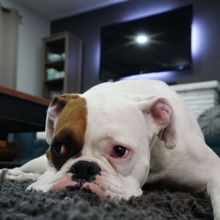 can vestibular disease kill a dog
