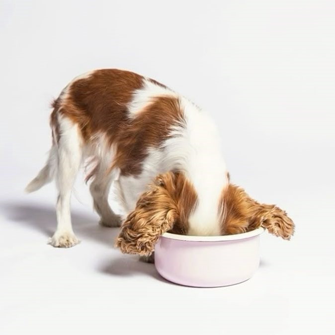 pet supplement
