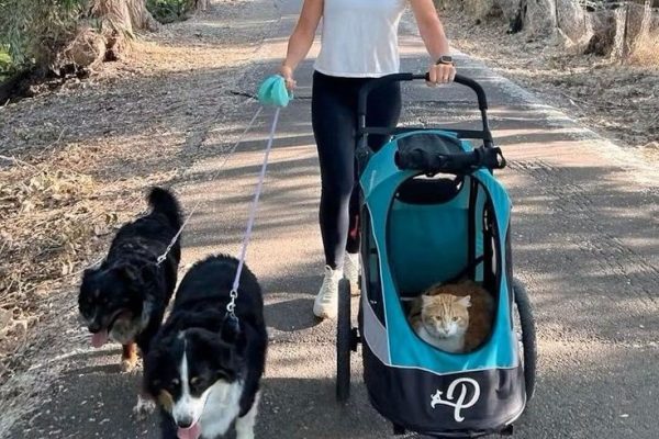 Explore Adventures: The Best Pet Jogging Stroller Available pet jogging stroller