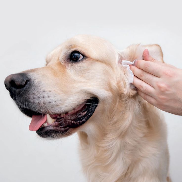 pet ear cleaner