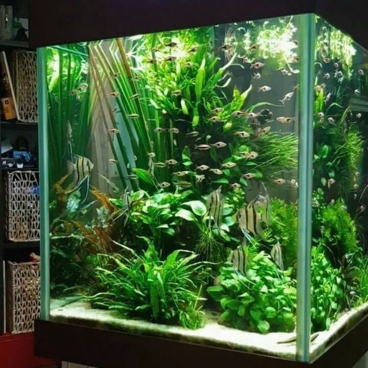 how to get rid of algae in fish tank