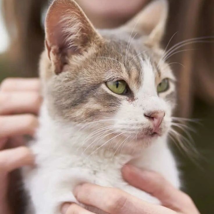 can vestibular disease kill a cat