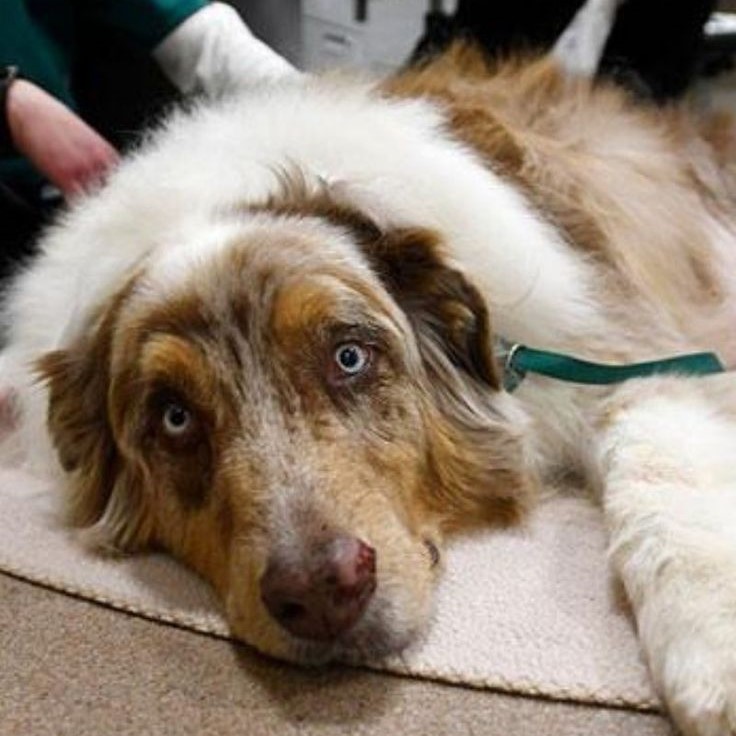 can vestibular disease kill a dog
