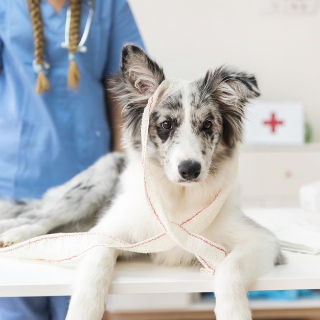 dog autoimmune disease