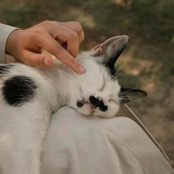 how long can a cat live with kidney disease