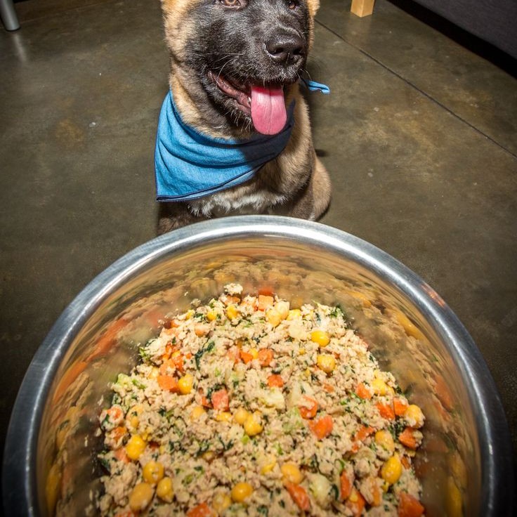 dog food for liver disease