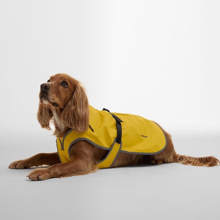 dog safety vest