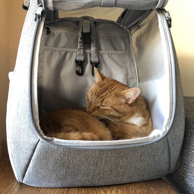 pet backpack