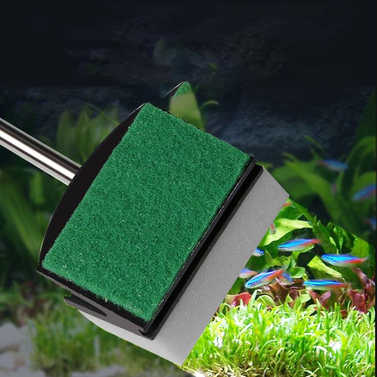 how to get rid of algae in fish tank