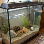how to set up a fish tank