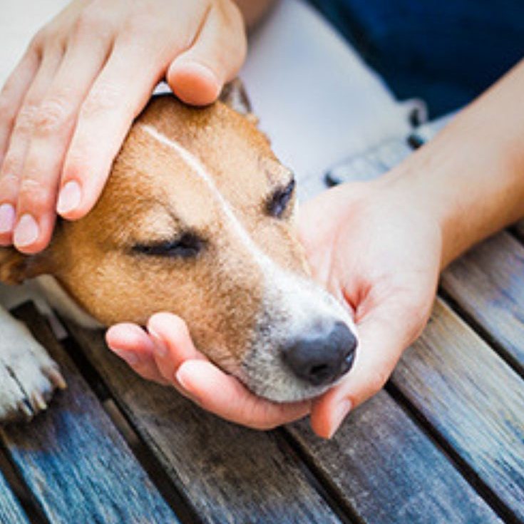 can vestibular disease kill a dog