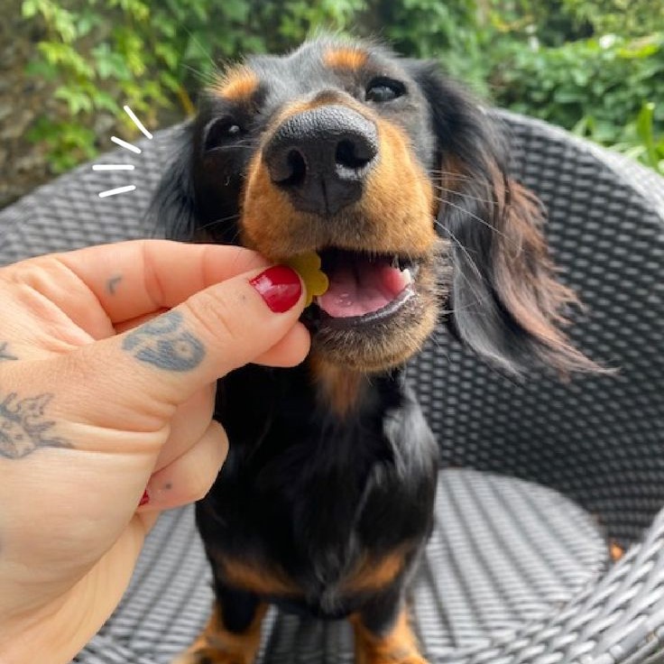 pet joint supplement