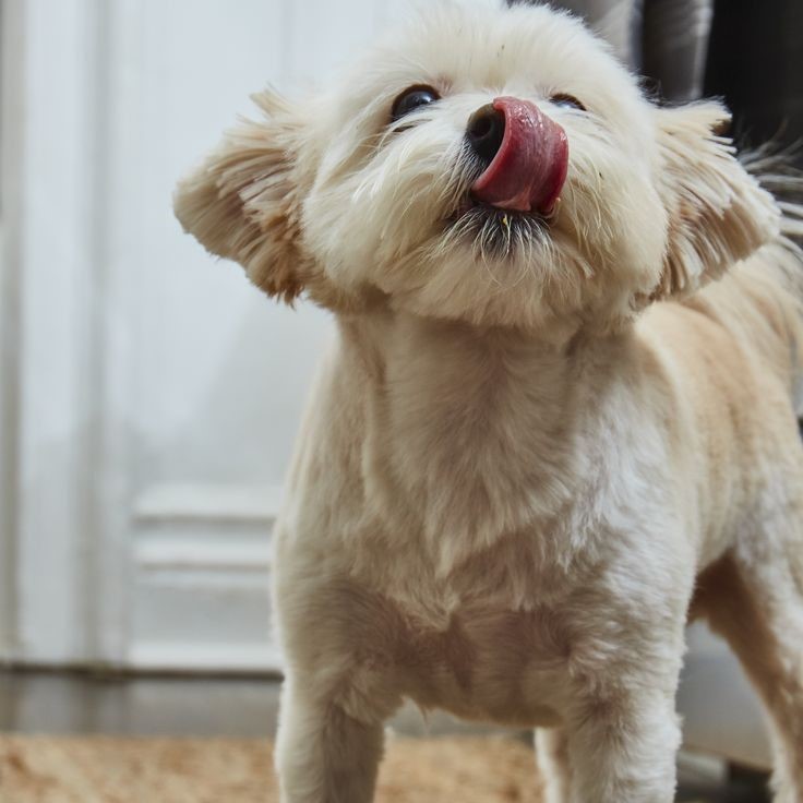 pet supplement