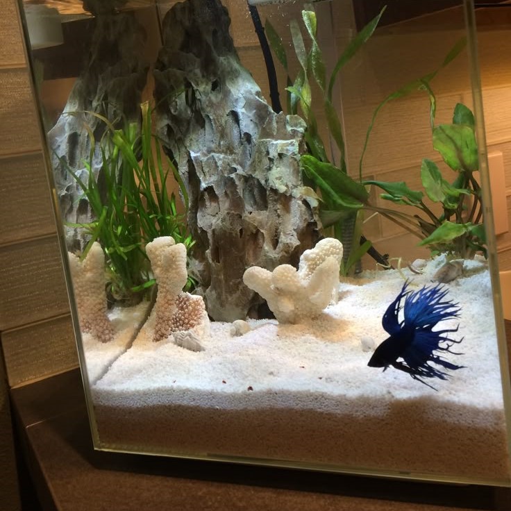 why is my betta fish staying at the bottom of the tank