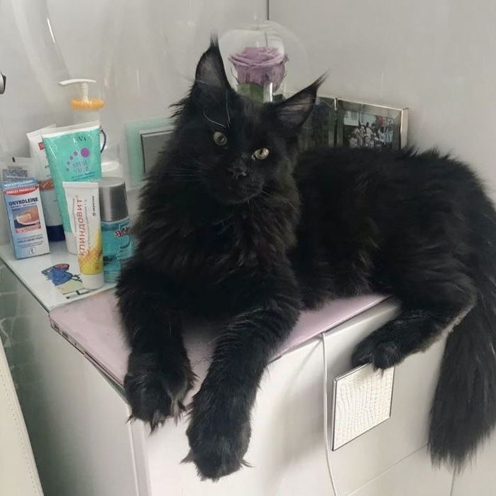 black maine coon cat