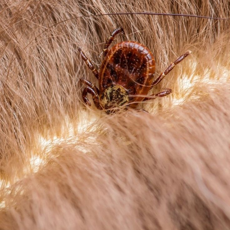 dog lyme disease life expectancy