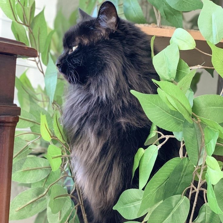 black maine coon cat