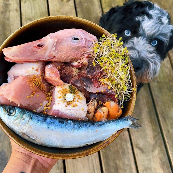 raw and fresh pet food