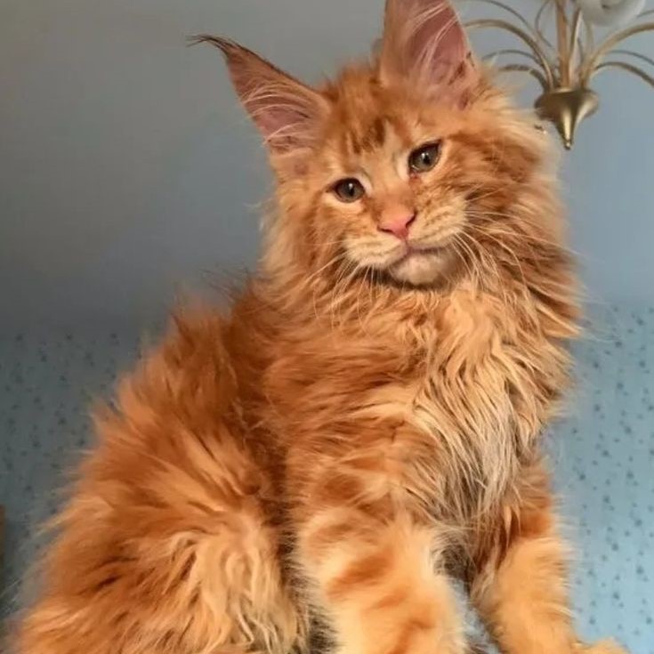 brown maine coon cat