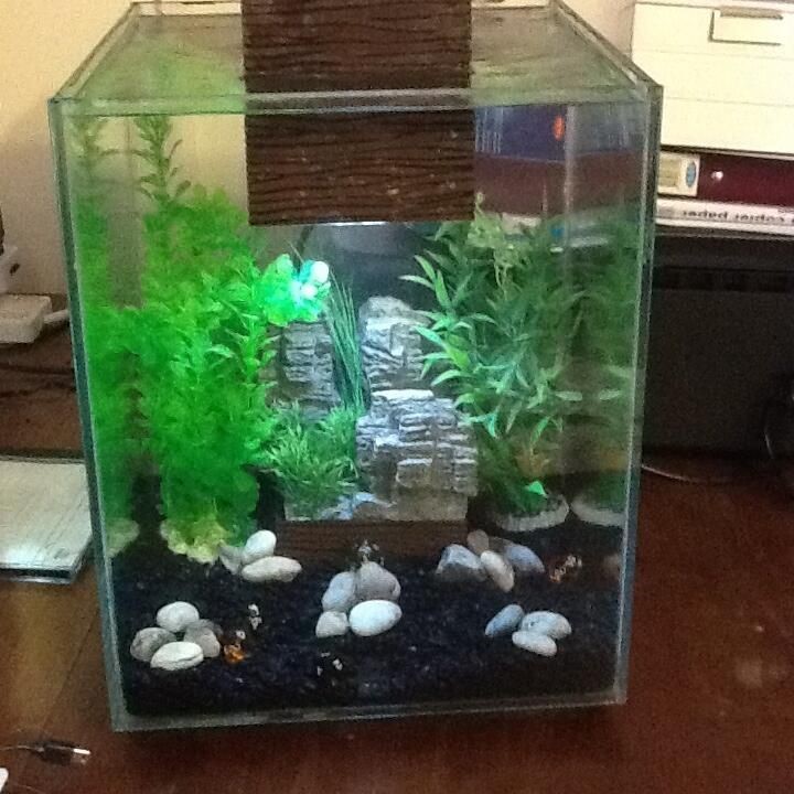 how to set up a fish tank