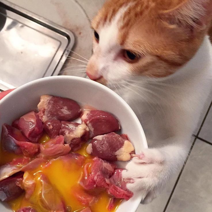 raw and fresh pet food