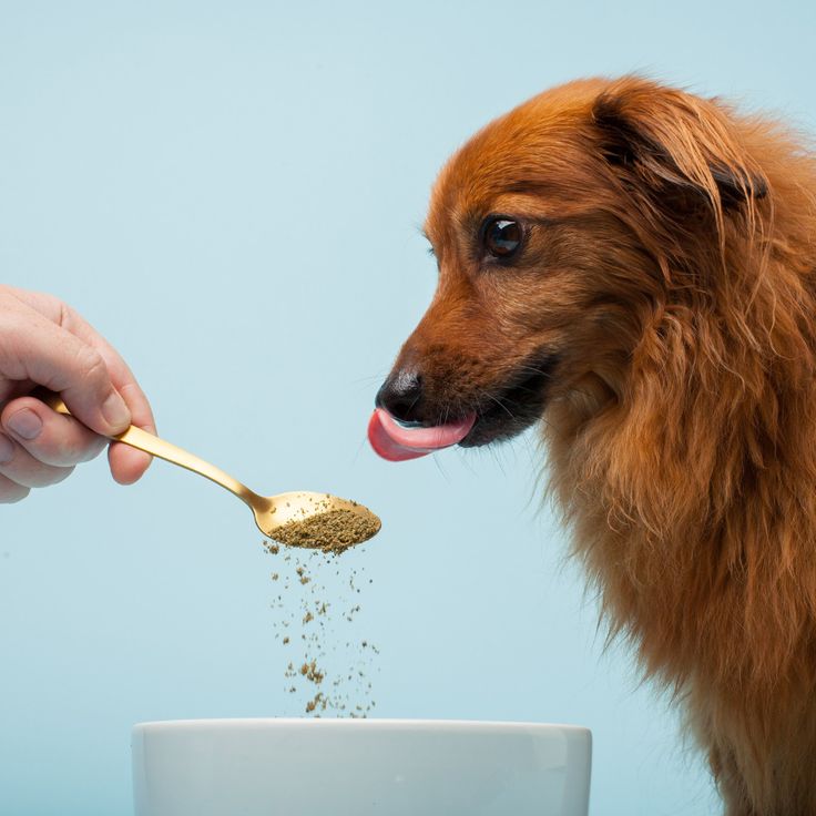 pet joint supplement