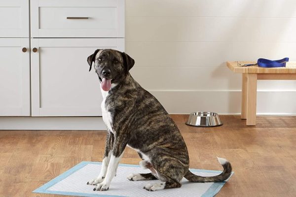 The Benefits of Using Pet Training Pads for New Dog Owners pet training pads