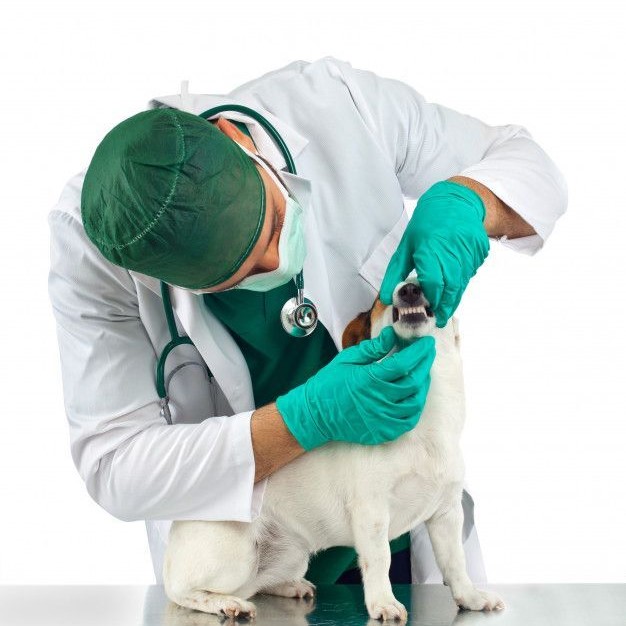 dog autoimmune disease