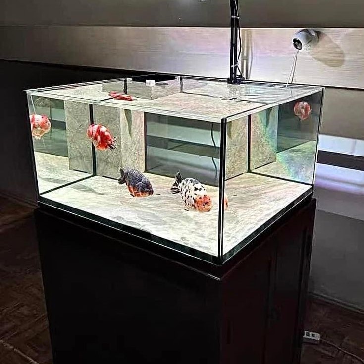 how to set up a fish tank