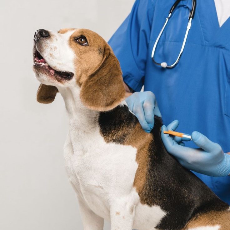 dog autoimmune disease