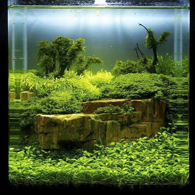 why is my fish tank green