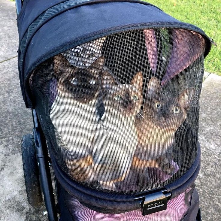pet stroller for cats