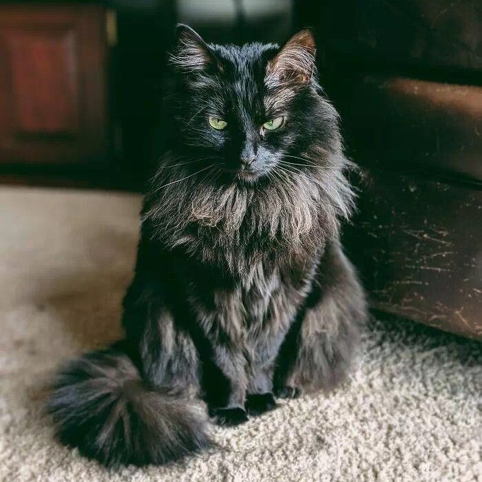 black maine coon cat