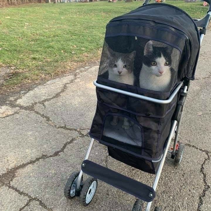 pet stroller for cats