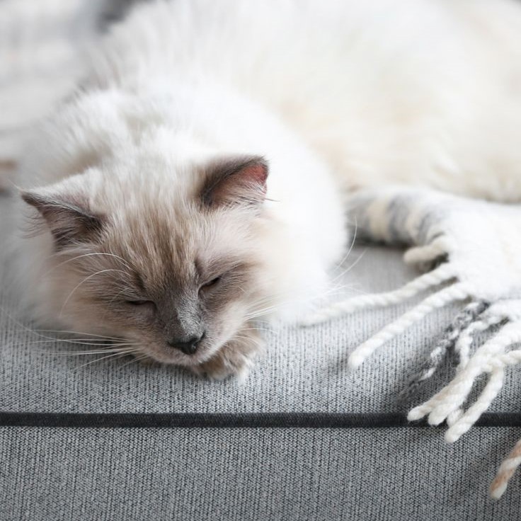 can vestibular disease kill a cat