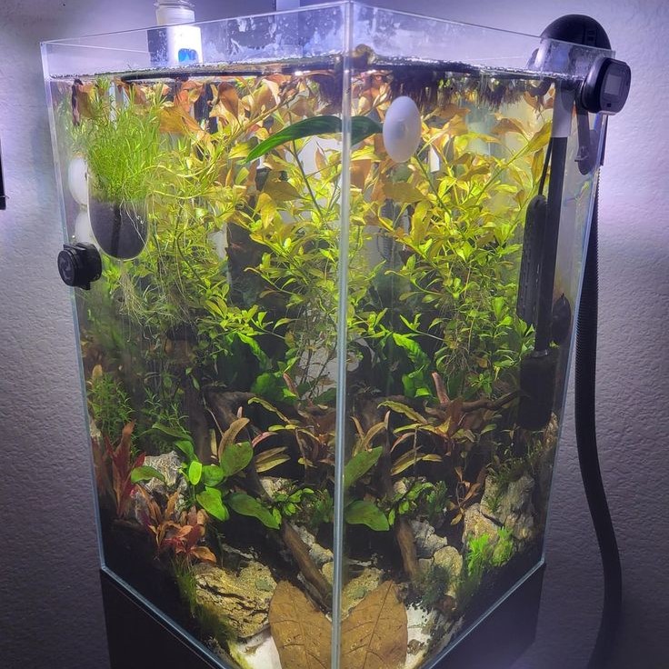 how many fish in a 10 gallon tank