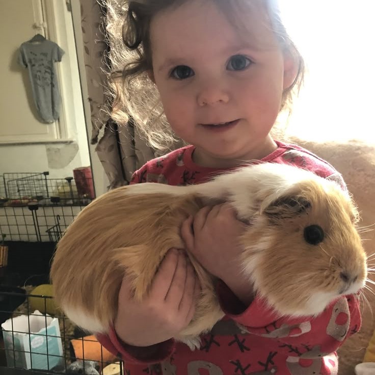 why is my guinea pig shaking